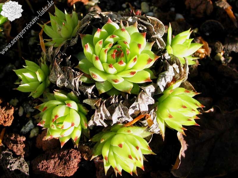 calcareum from Alpes Maritimes 1