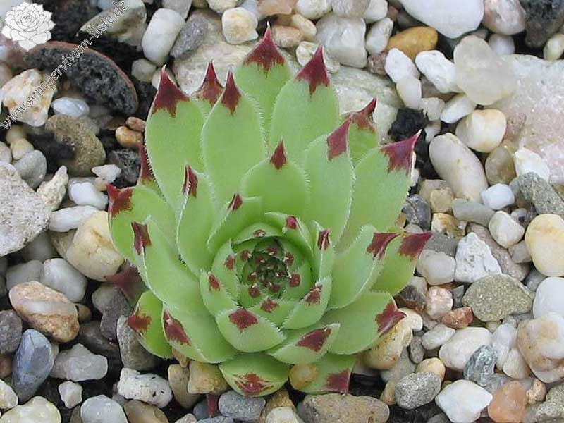 calcareum from Petite Céüse