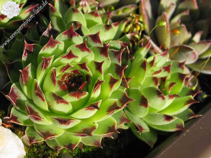 calcareum from Col de la St. Michel (Typ B)