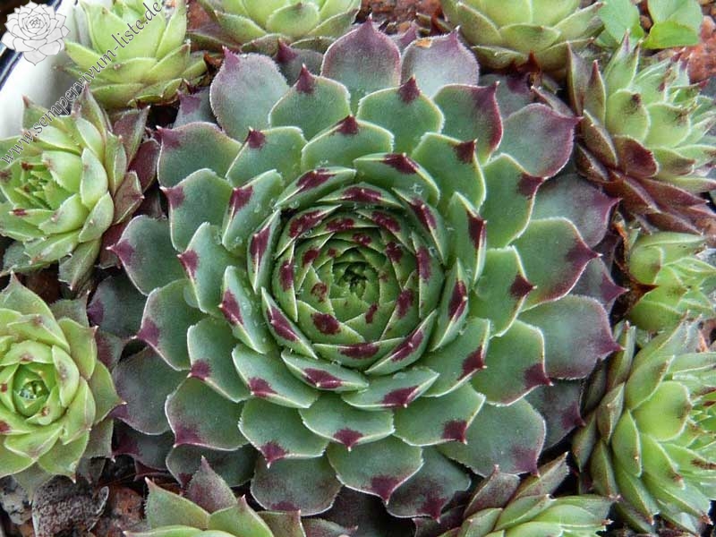 calcareum from Triora