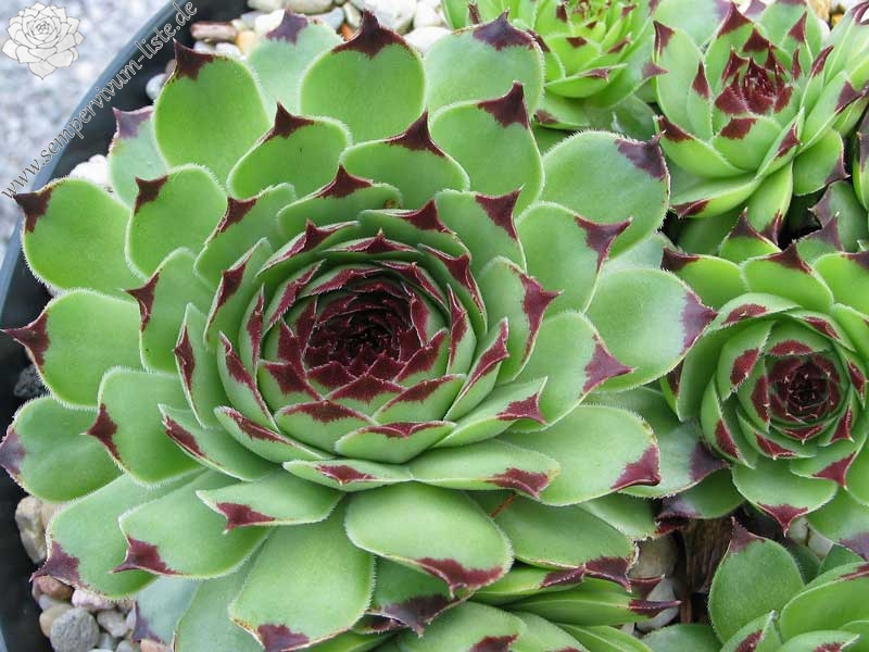 calcareum from Col de Bleine 1