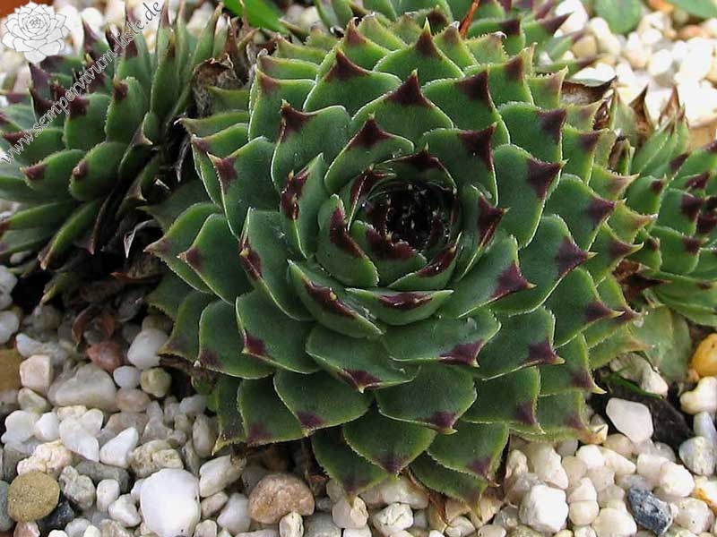 calcareum from Col de Gleize (Typ PH427)