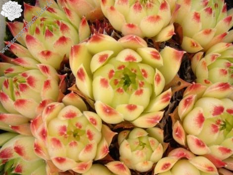 calcareum from Col du Noyer (PH1423)