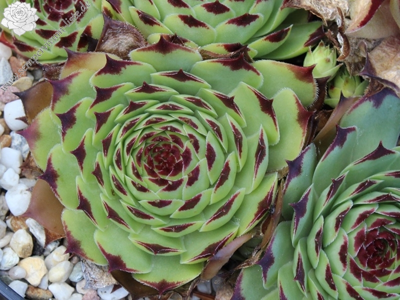 calcareum from Col de Bleine 3