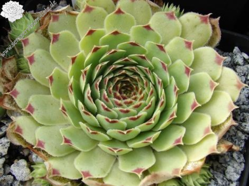 calcareum from Col du Noyer (PH1569)