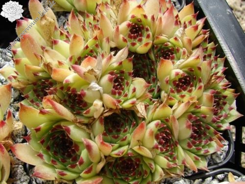 calcareum from Col du Noyer (PH1573)