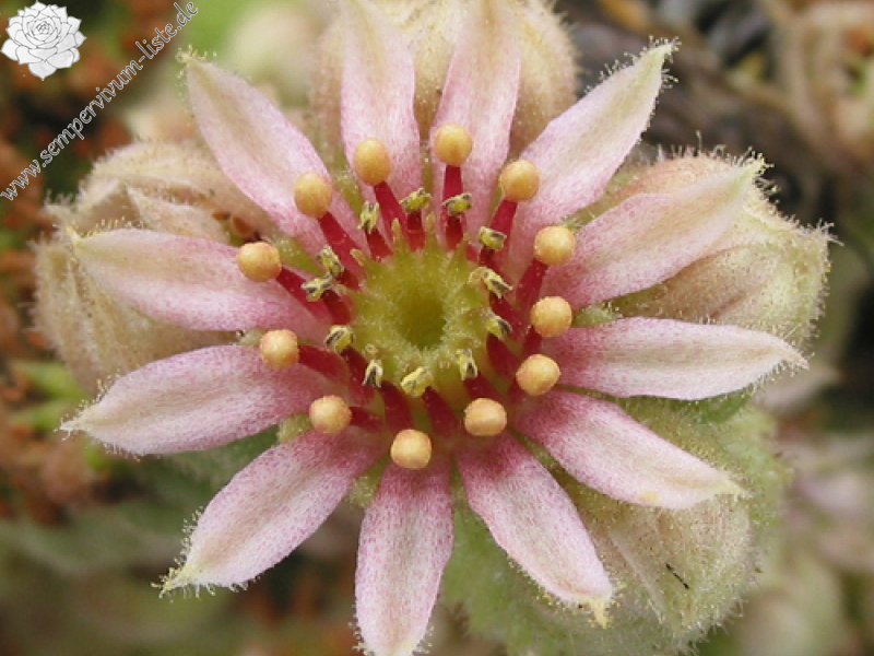 calcareum from Céüse 7