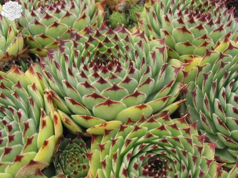 calcareum from Gorges sup. du Cians