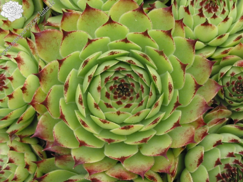calcareum from Gorges sup. du Cians
