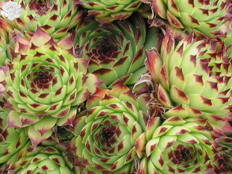 calcareum from Petite Céüse