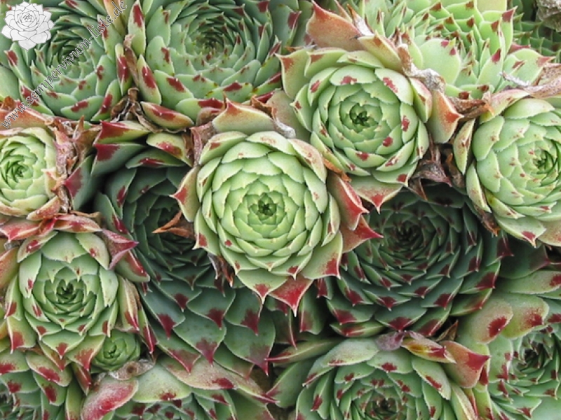 calcareum from Triora