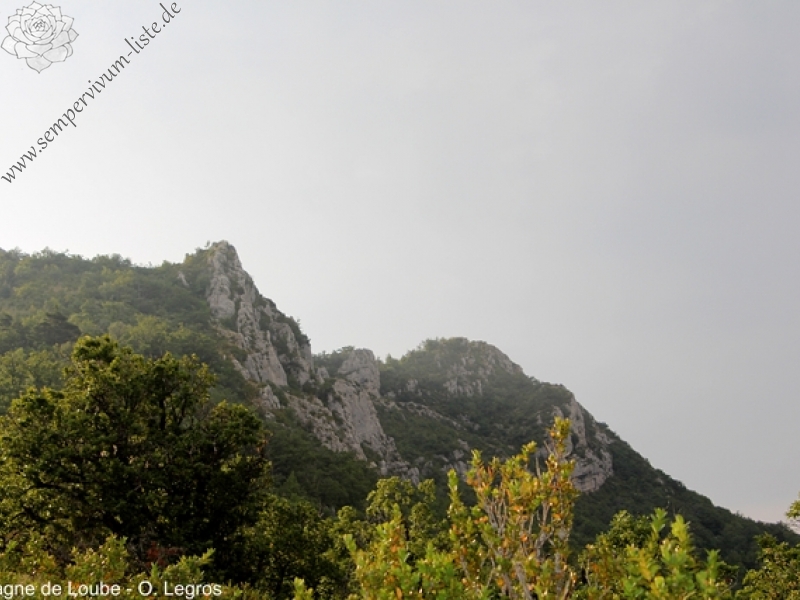 calcareum from Col de Sanguinet