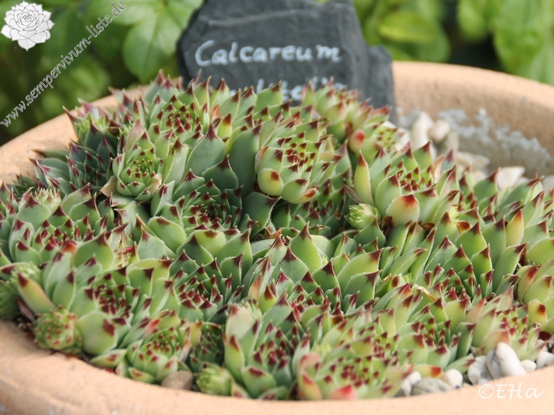 calcareum from Madone d'Utelle