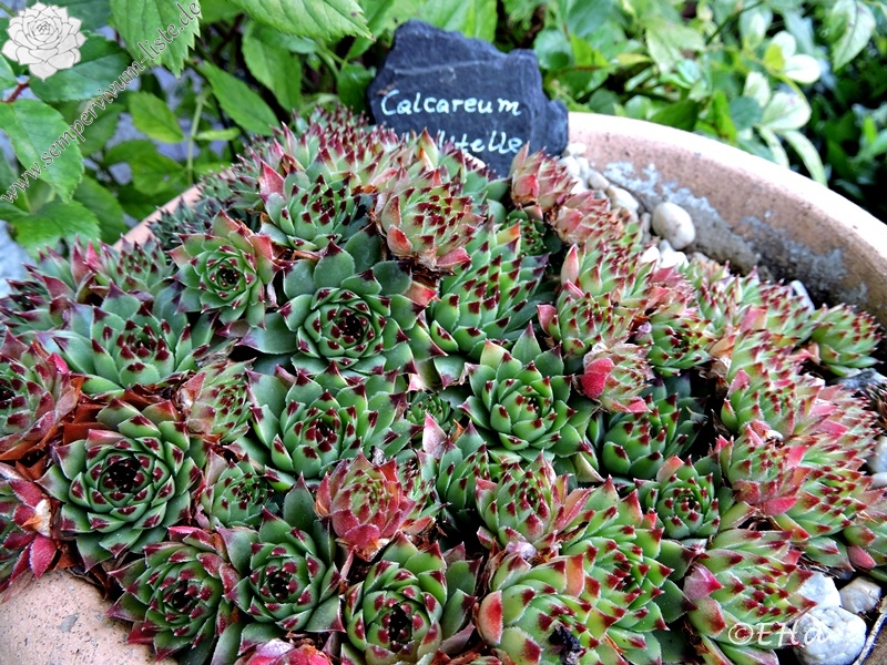 calcareum from Madone d'Utelle