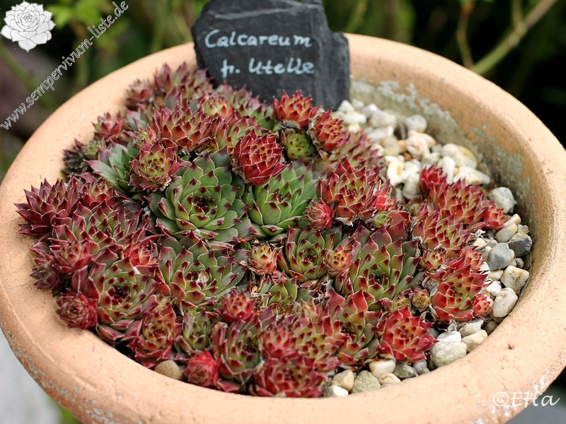 calcareum from Madone d'Utelle