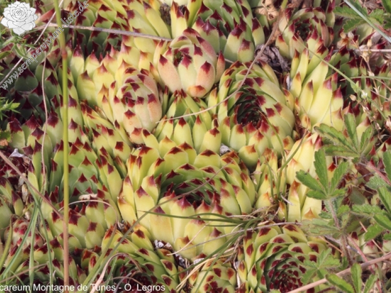 calcareum from Montagne de Tunes