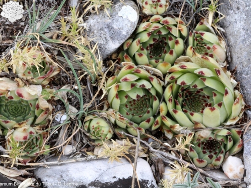 calcareum from Route des crêtes au Belvédère du Tilleul