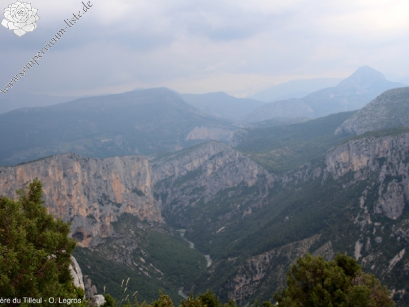 calcareum from Route des crêtes au Belvédère du Tilleul