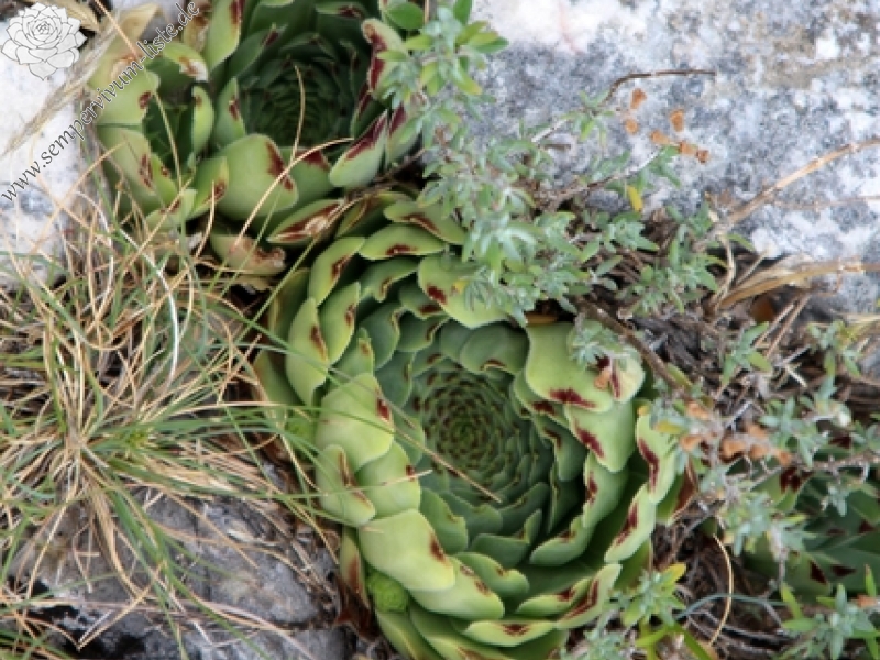 calcareum from Route des crêtes au Belvédère du Tilleul