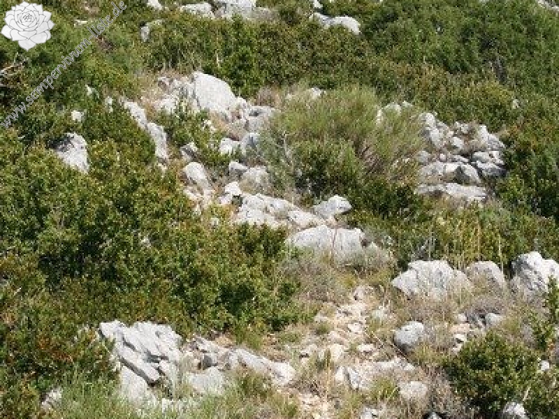 calcareum from Route des crêtes au Belvédère du Tilleul