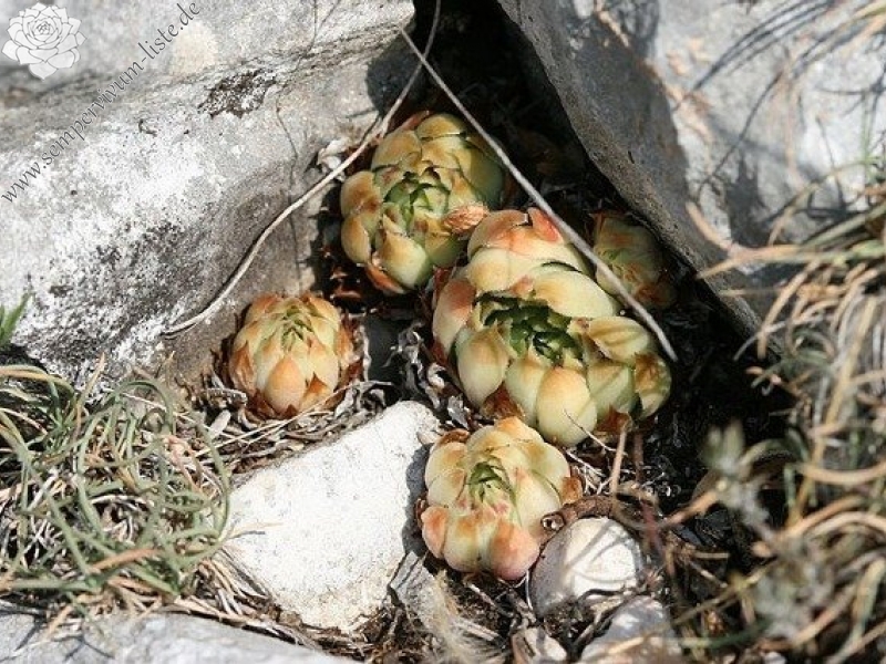 calcareum from Route des crêtes au Belvédère du Tilleul