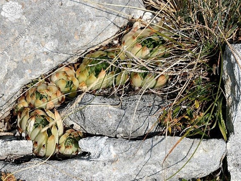 calcareum from Route des crêtes au Belvédère du Tilleul