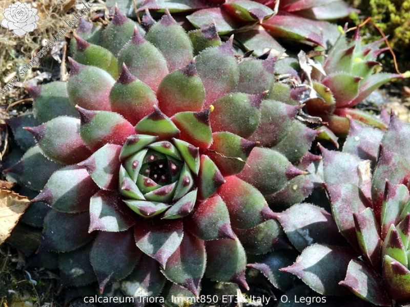 calcareum from Triora