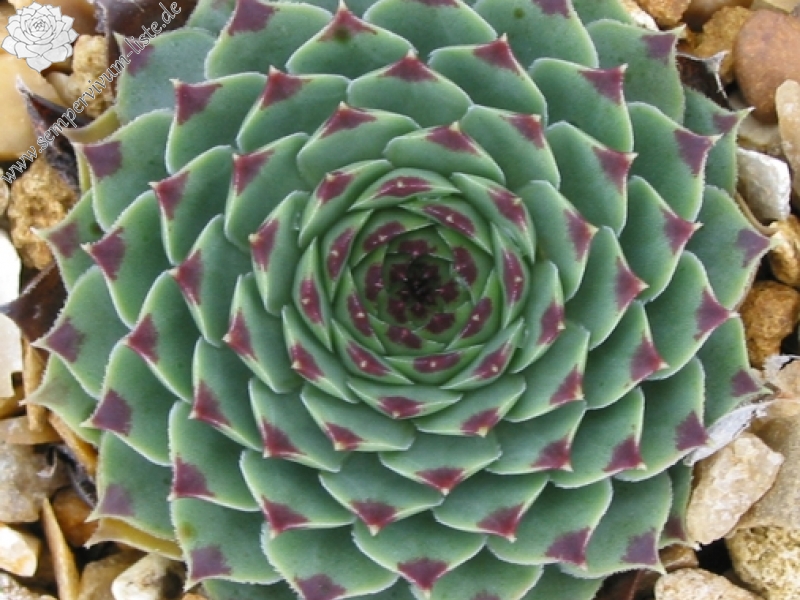 calcareum from Triora
