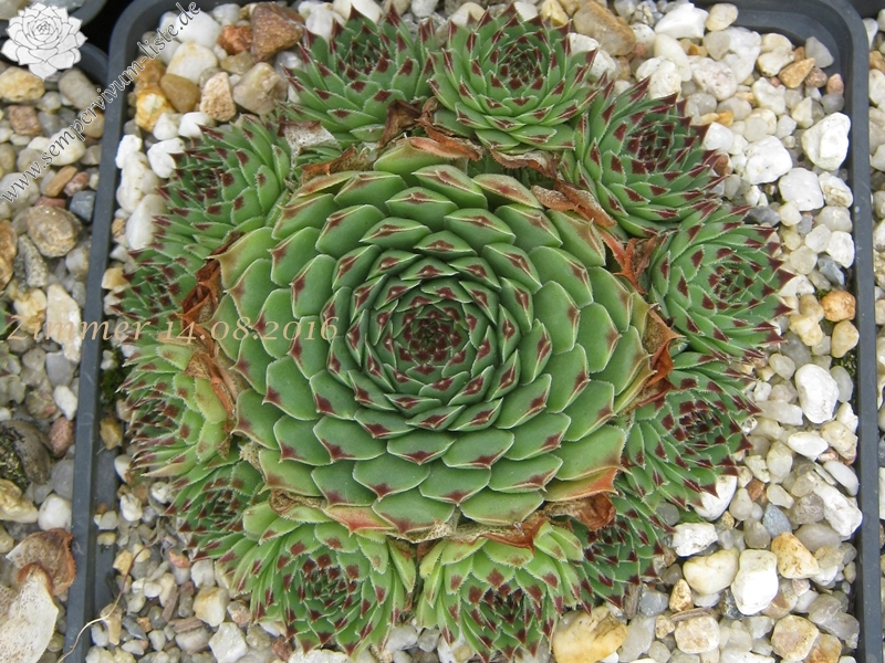 calcareum (spinifolium)