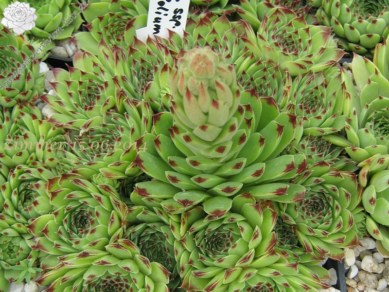 calcareum (spinifolium)