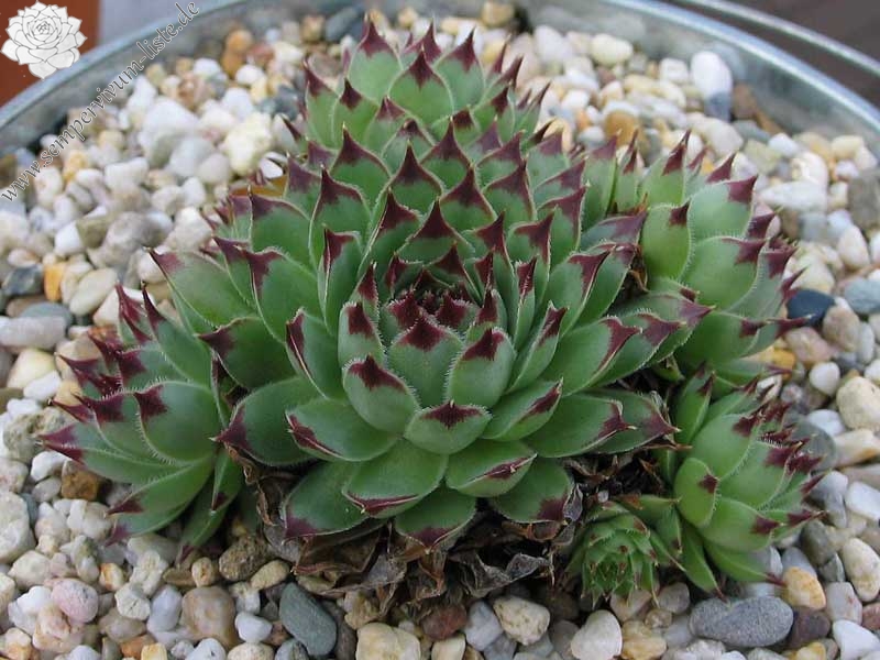 calcareum from Col de Gleize (Typ PH426)
