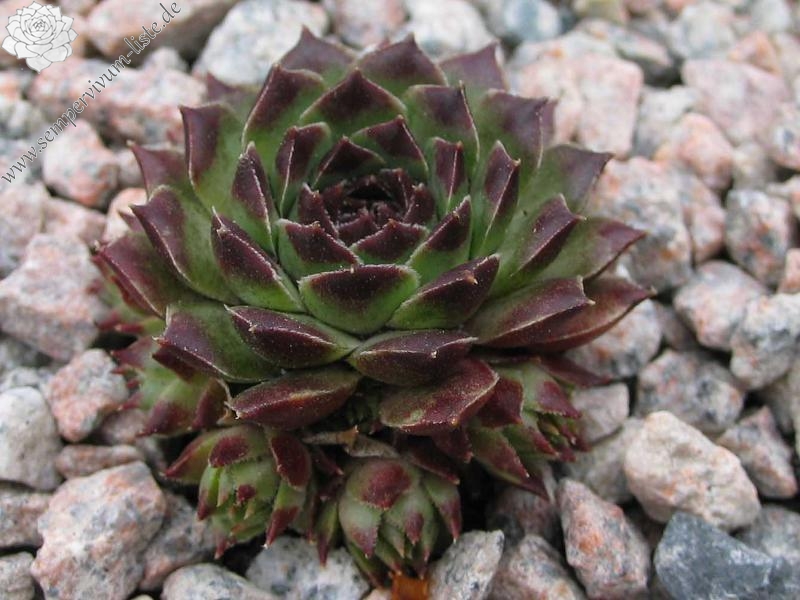 calcareum from Col Bayard