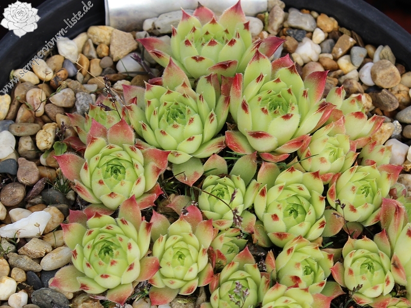 calcareum from Col Bayard