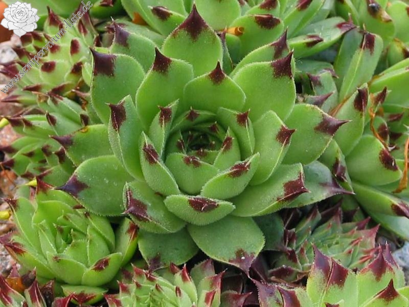 calcareum from Col Bayard