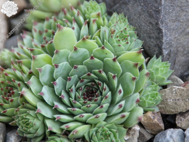 calcareum from Col Bayard