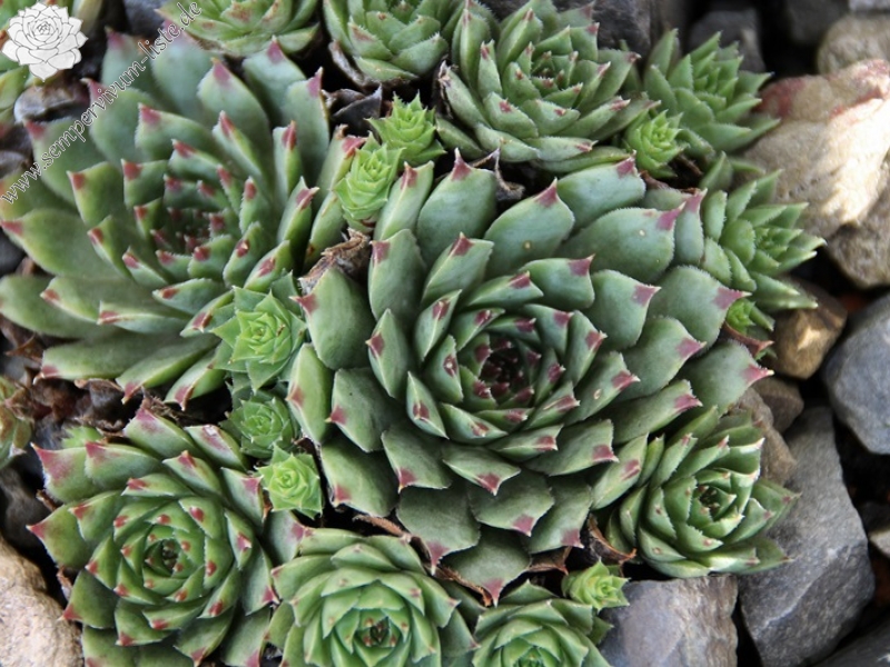 calcareum from Col Bayard