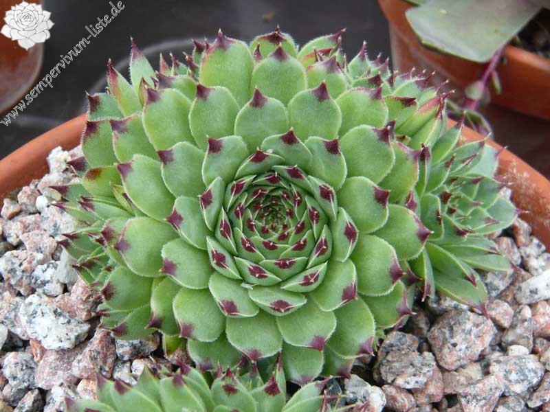 calcareum from Col Bayard