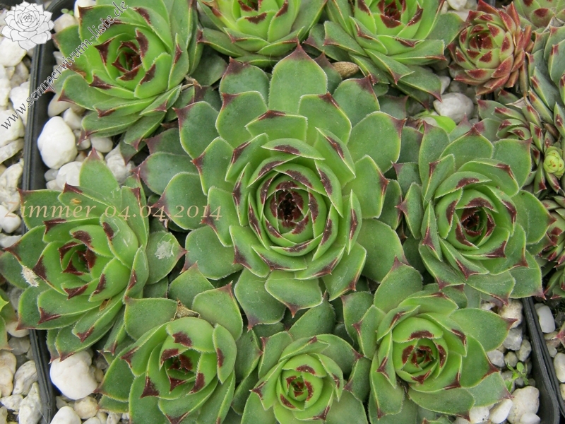 calcareum from Col de Gleize (Typ 1)