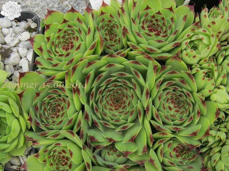 calcareum from Col de Gleize (Typ 1)