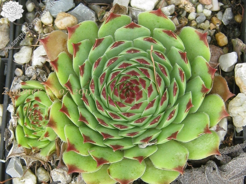 calcareum from Col de Gleize (Typ 1)