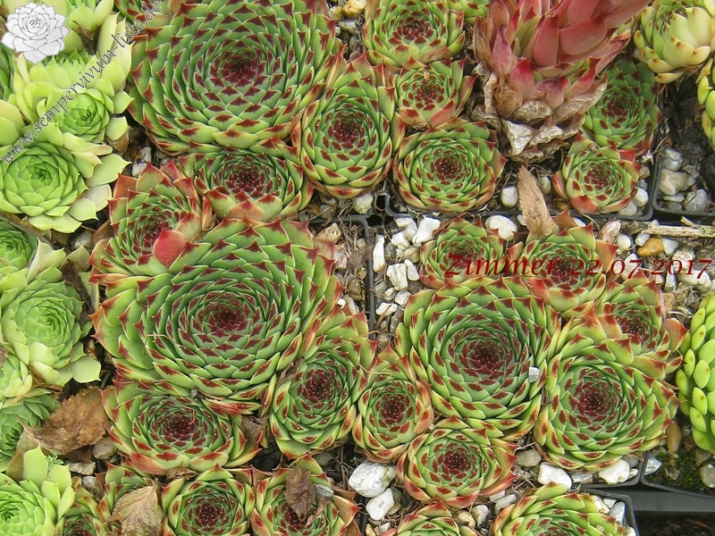 calcareum from Col de Gleize (Typ 1)