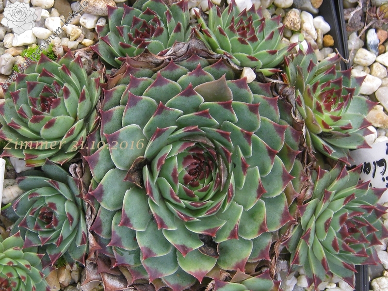 calcareum from Col de Gleize (Typ 1)