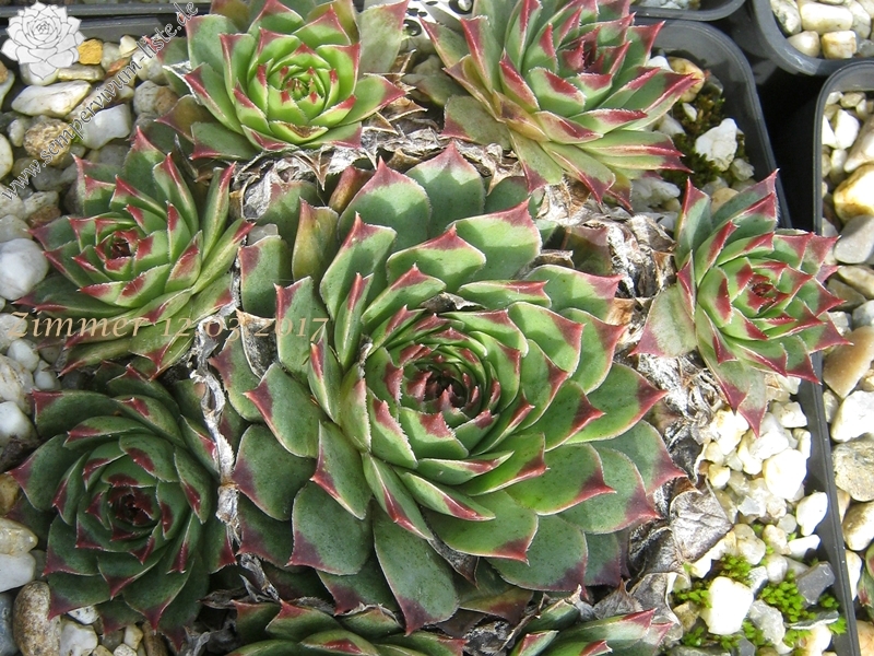 calcareum from Col de Gleize (Typ 1)