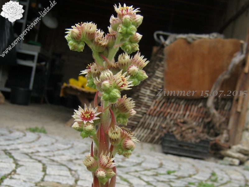 calcareum from Col de Gleize (Typ 1)