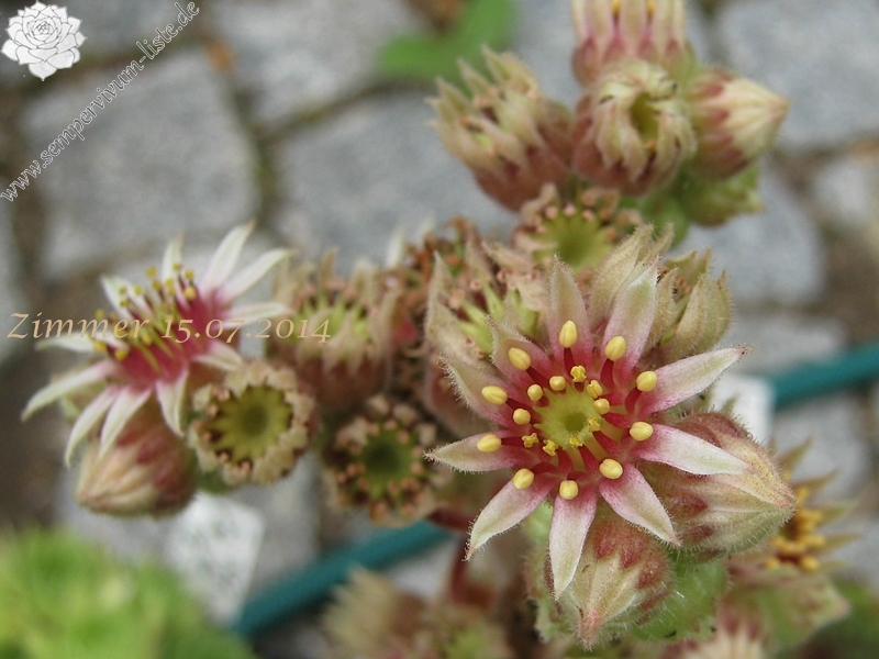 calcareum from Col de Gleize (Typ 1)