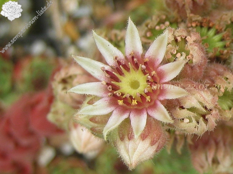 calcareum from Col de Gleize (Typ 1)