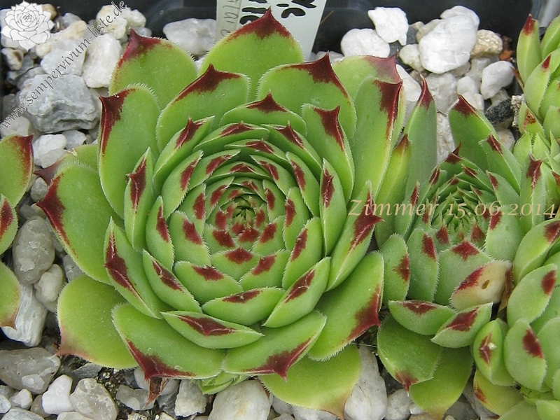 calcareum from Col de Gleize (Typ 1)