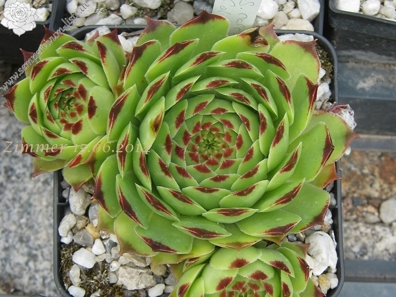 calcareum from Col de Gleize (Typ 1)