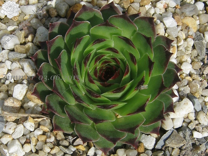calcareum from Col de Gleize (Typ 1)