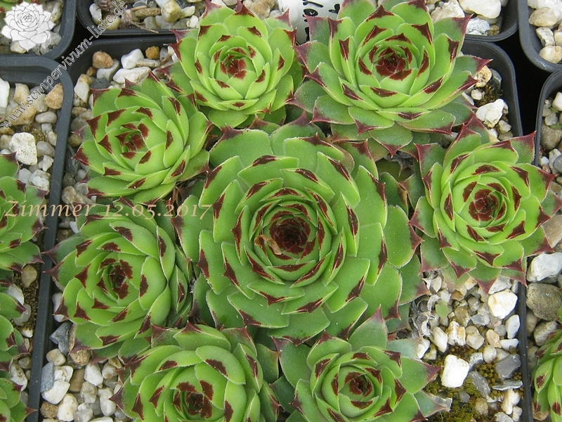 calcareum from Col de Gleize (Typ 1)